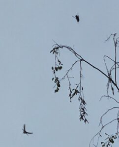 Hummingbirds in September 