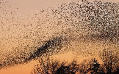 Murmuration