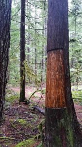 skinned cedar