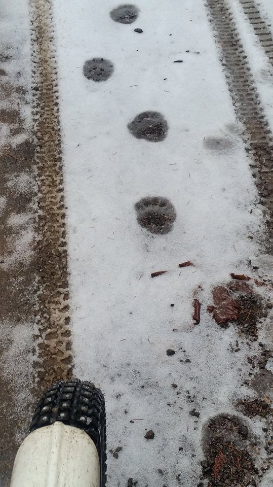 tracks in the snow