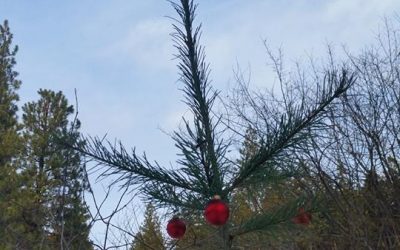 Throwback Thursday – The Solstice Tree