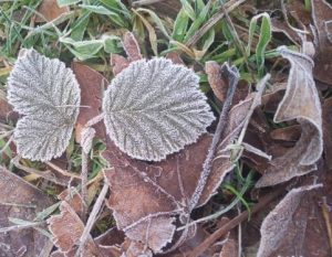 leaves rimed with frost