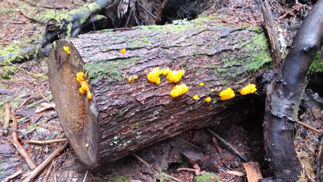 log with witches butter