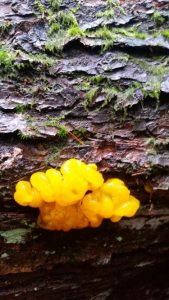 witches butter
