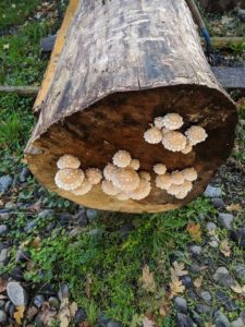mushrooms growing on cottonwood log