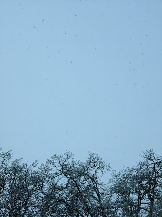 Snow Falling on Oak Trees