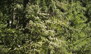 Dogwood flowers