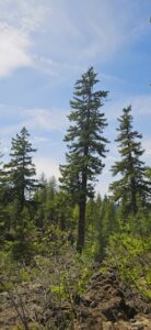 Tall trees in The Big Lava Bed