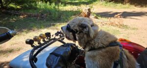 Arriving at the old longhouse camp on Pistol Creek.