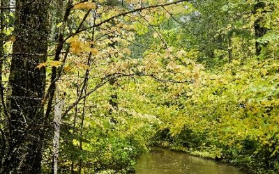 A Wet Day With the Grub