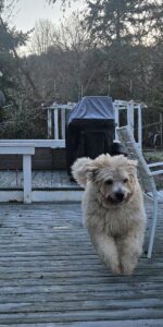 Walter dog is favoring his left front foot this morning. I don't know if he pulled something yesterday or picked up a thorn.