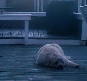 Walter is still limping but he bears weight on his left forefoot, which seems an improvement 