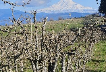 Politics in Rural America