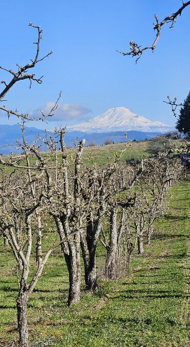 Politics in Rural America