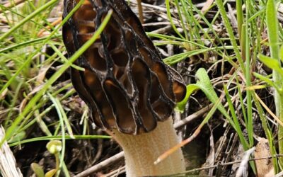 Morels for Breakfast