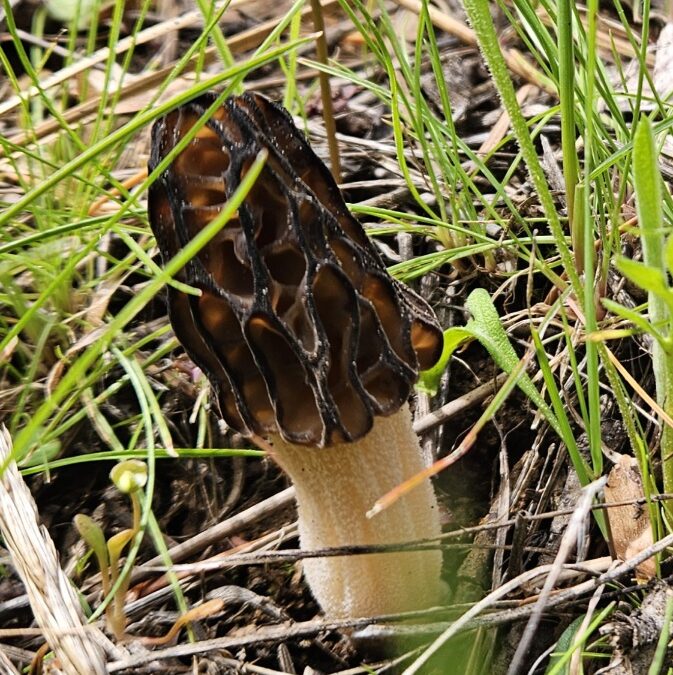 Morels for Breakfast