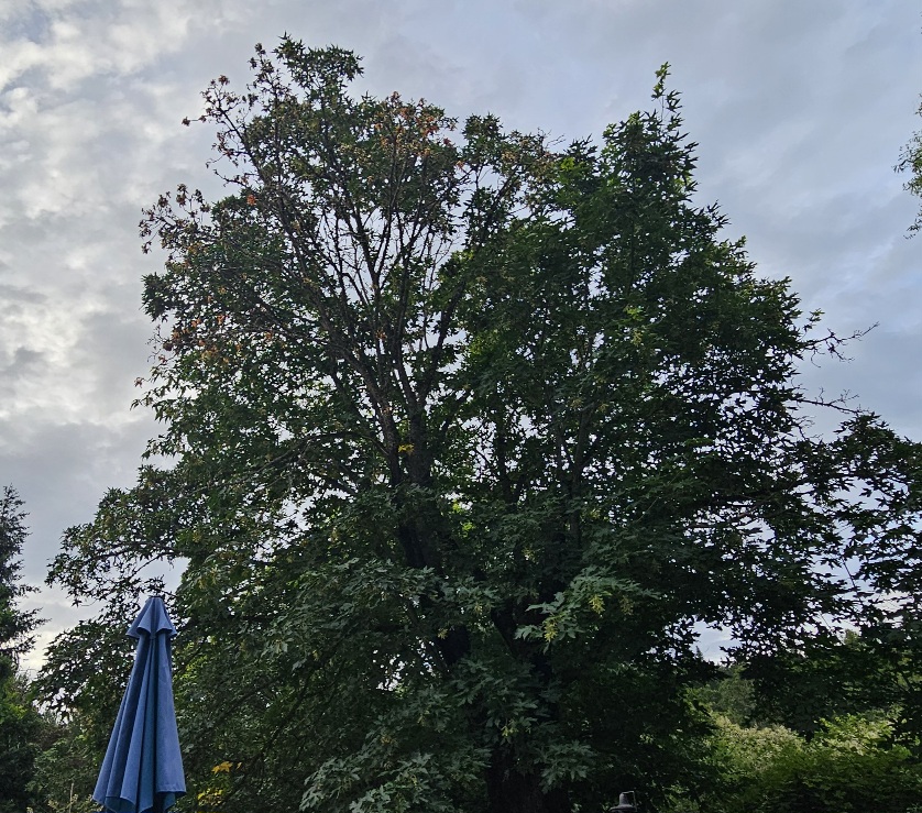 20260608_062259