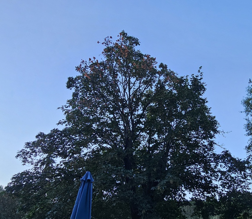 20260718_061833