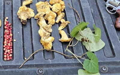 Chanterelles for Lunch