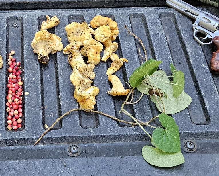 Chanterelles for Lunch