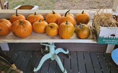 Dried Pumpkin
