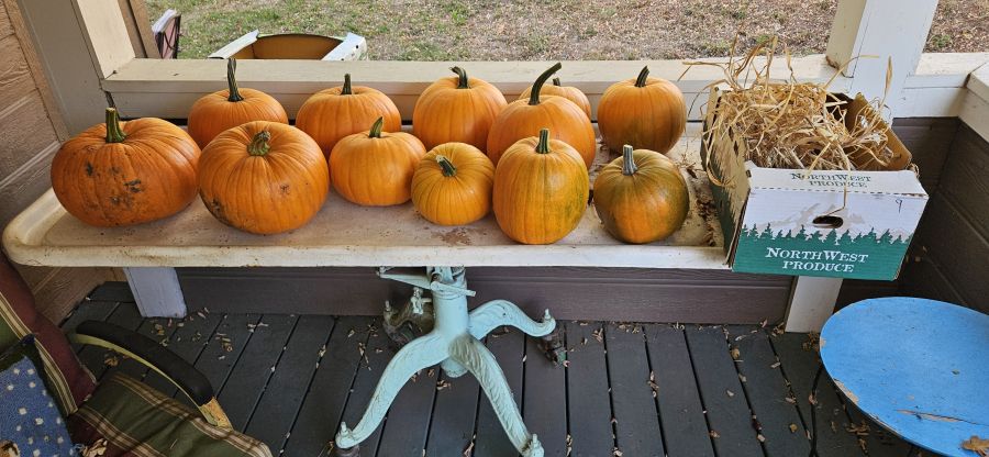 Dried Pumpkin