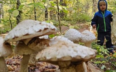 Archer’s Day In The Woods