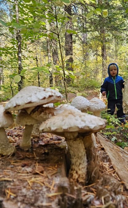 Archer’s Day In The Woods